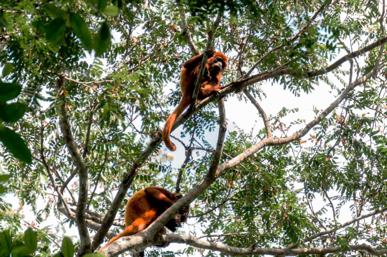 monos_aulladores-2