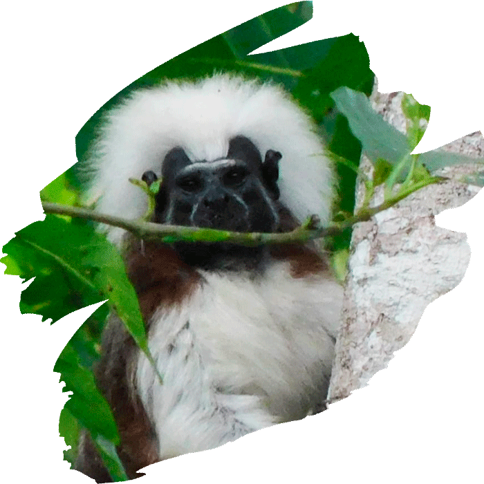 onne_ecoturismo_titi